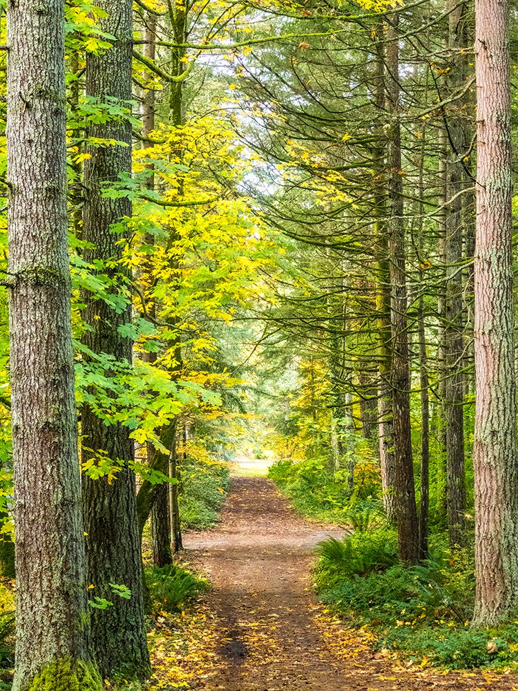 USA-Washington State-Sammamish with trail edged by evergreens and maple trees